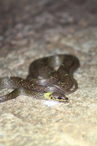 Yellow-collared Wolf Snake