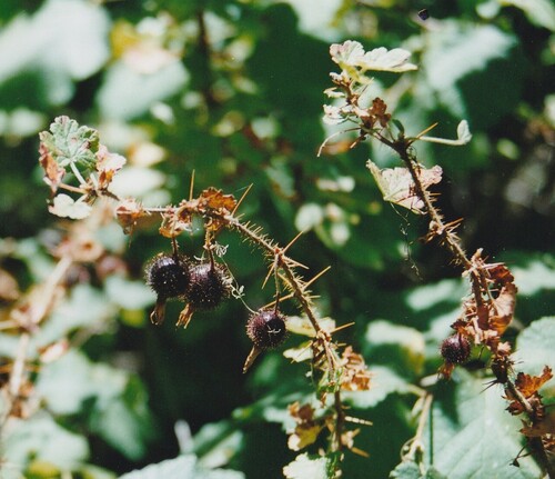 canyon gooseberry (Ribes menziesii)