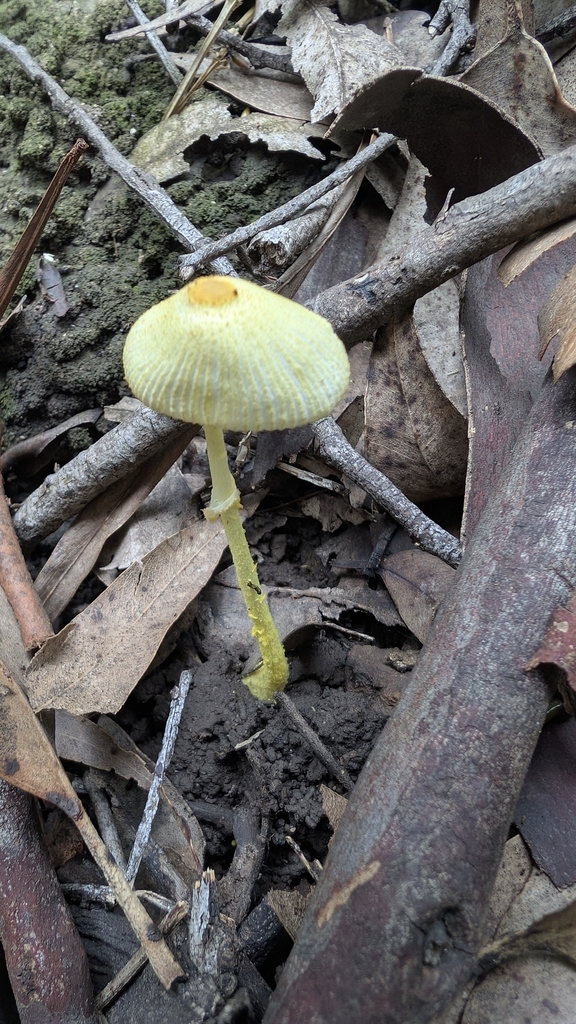 Leucocoprinus fragilissimus · February 2026 · photo: © teacay (iNaturalist, cc-by-nc)