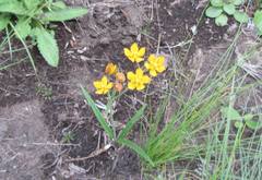 Aspidonepsis diploglossa