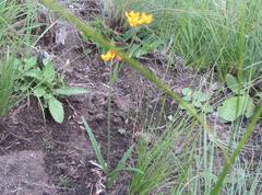 Aspidonepsis diploglossa