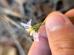 Symphyotrichum simmondsii, photograph author not stated, no rights reserved