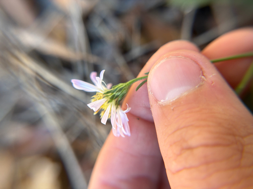 Symphyotrichum simmondsii, photograph 5