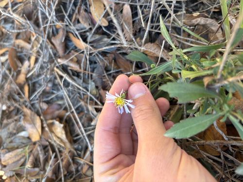 Symphyotrichum simmondsii, photograph 3