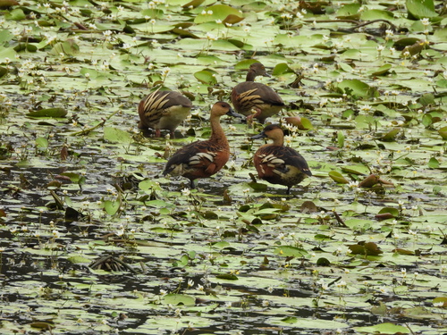 Plumed Whistling Duck (Dendrocygna eytoni), photo 9