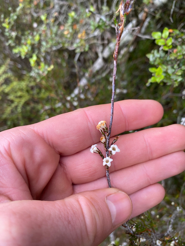 Dracophyllum palustre observed 2026-02-06