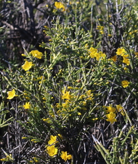 Menodora robusta