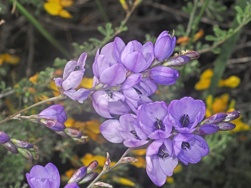 Ixia brevituba