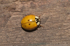 Harmonia axyridis