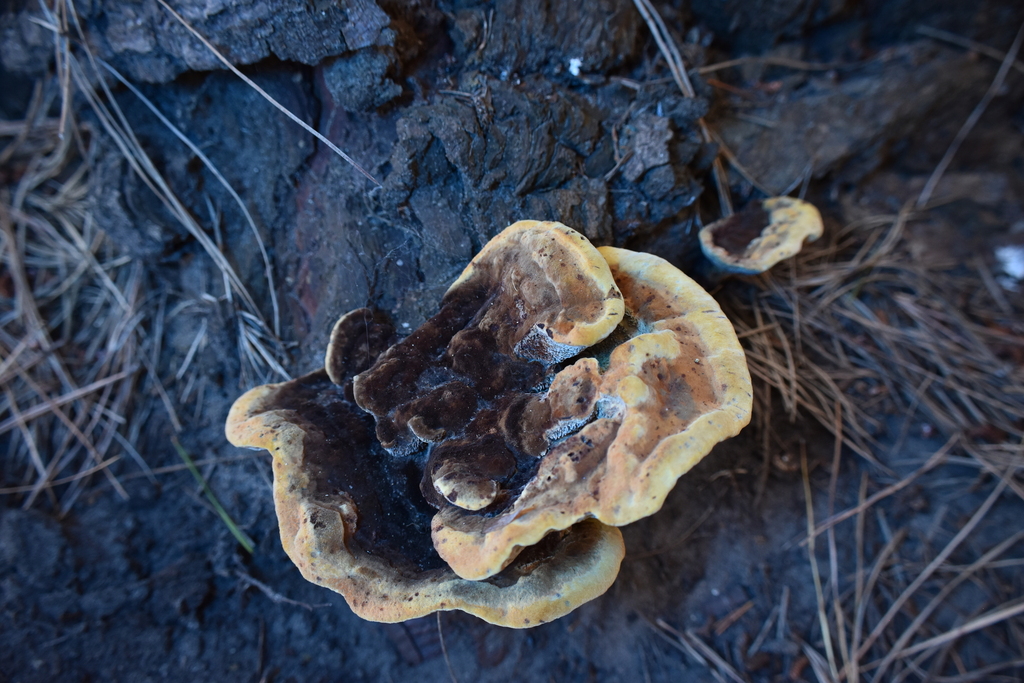 Phaeolus hispidoides · February 2026 · photo: © rayjackson (iNaturalist, cc-by)