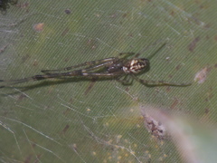 Tylorida ventralis