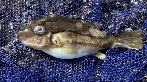 Brown-lined puffer (Canthigaster rivulata) — Tetraodontidae