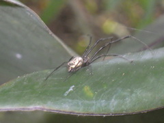 Tylorida ventralis