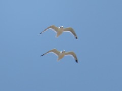 Leucophaeus pipixcan