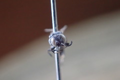 Miscophini