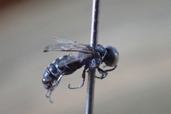 Miscophini