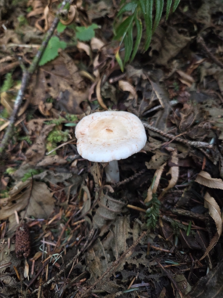 Rhodocollybia maculata · February 2026 · photo: © mandymushii (iNaturalist, cc-by)