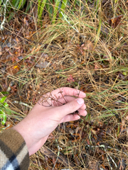 Ageratina jucunda, photograph author not stated, no rights reserved
