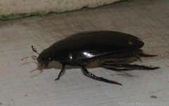 Hydrophilus