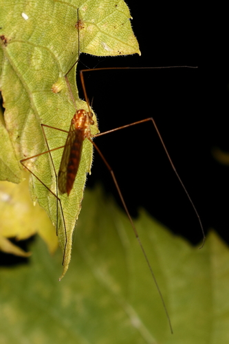 Unknown species found near Champaign County, IL, USA