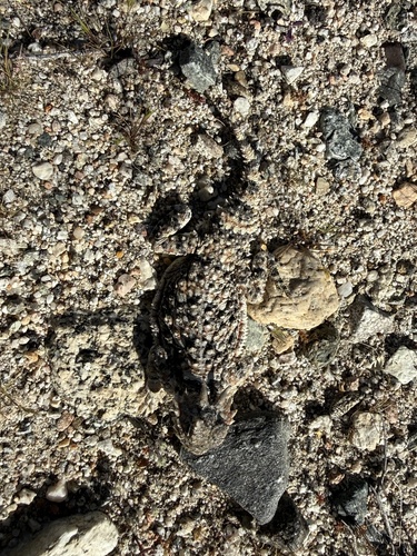 iNaturalist observation photo of Desert Horned Lizard