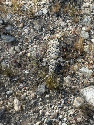 iNaturalist observation photo of Desert Horned Lizard