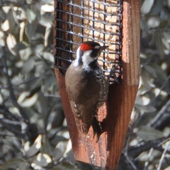 Arizona Woodpecker photo 4