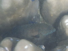 Cephalopholis polyspila