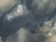 Cephalopholis polyspila