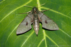 Eumorpha labruscae labruscae