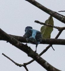 Cotinga cayana