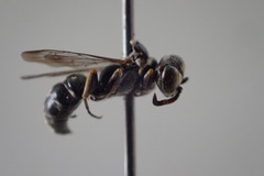 Miscophini