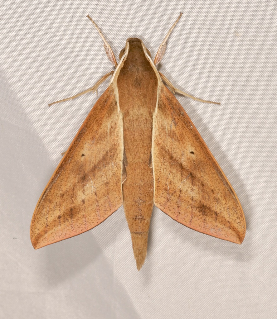 Xylophanes porioni