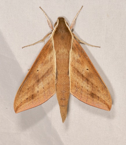 Xylophanes porioni