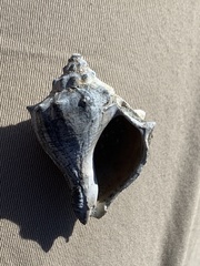 Melongena