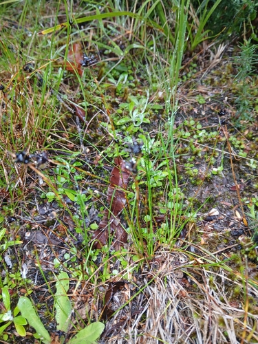 common bog-rush (Schoenus apogon)