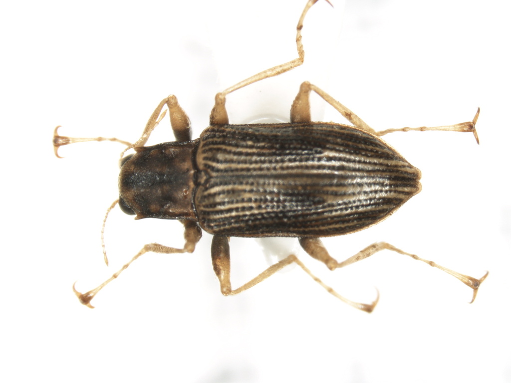 Graphelmis