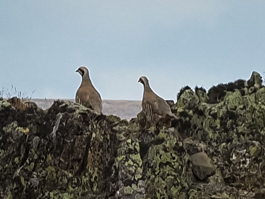 Chukar Partridge (Alectoris chukar), photo 1