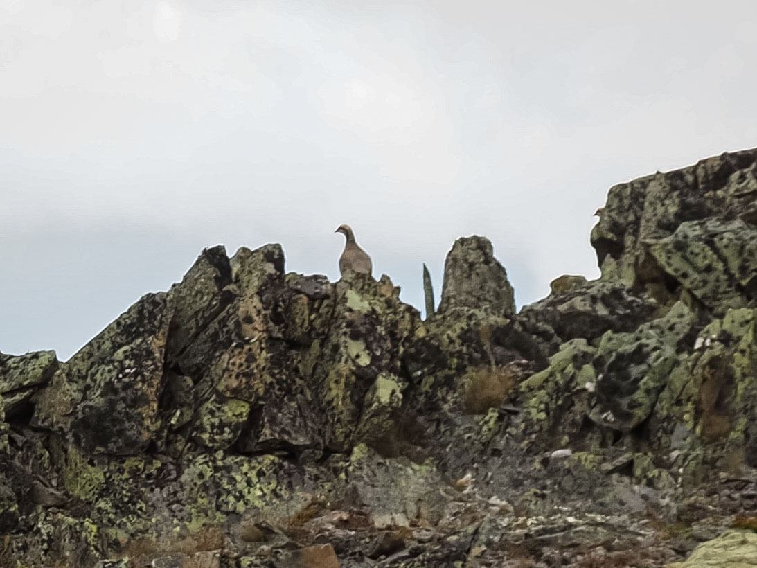 Chukar Partridge (Alectoris chukar), photo 2