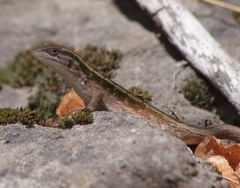 Liolaemus schroederi