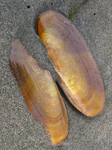 Siliqua patula