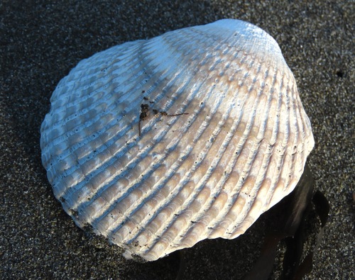 Clinocardium nuttallii