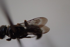 Miscophini