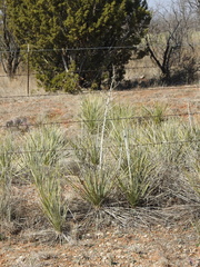 Yucca campestris