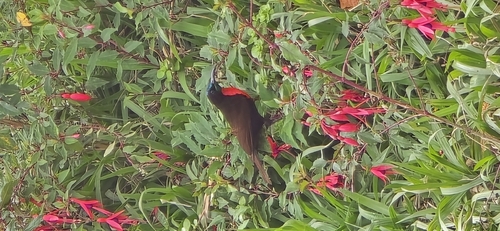Scarlet-chested Sunbird