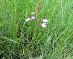 Eulophia zeyheriana