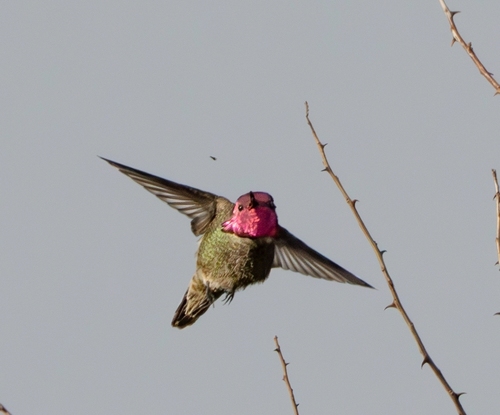Anna's Hummingbird photographed in Nevada
