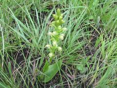 Satyrium microrrhynchum