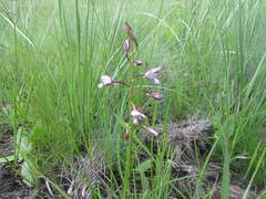 Eulophia zeyheriana