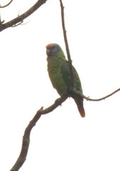 Amazona brasiliensis